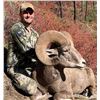 Image 2 : IDAHO BIGHORN SHEEP IDAHO DEPARTMENT OF FISH AND GAME