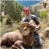 Image 2 : COLORADO ROCKY MOUNTAIN BIGHORN SHEEP LICENSE