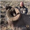 Image 3 : COLORADO ROCKY MOUNTAIN BIGHORN SHEEP LICENSE