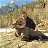 Image 5 : COLORADO ROCKY MOUNTAIN BIGHORN SHEEP LICENSE