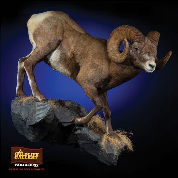 LIFE-SIZE NORTH AMERICAN SHEEP MOUNT