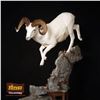Image 2 : LIFE-SIZE NORTH AMERICAN SHEEP MOUNT