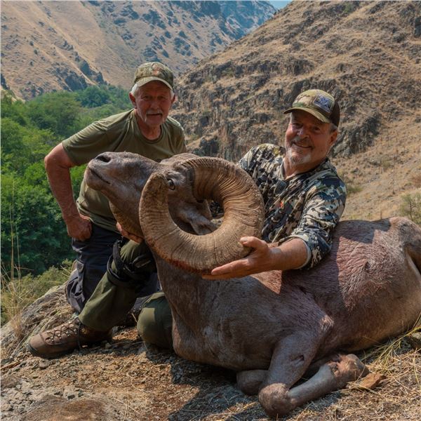 2024 OREGON BIGHORN SHEEP TAG