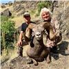 Image 3 : 2024 OREGON BIGHORN SHEEP TAG