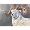 Image 1 : ORIGINAL OIL PAINTING DALL’S SHEEP PORTRAIT