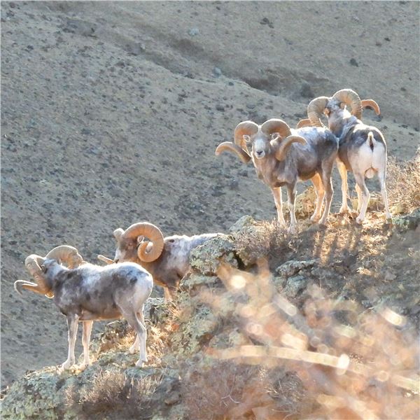 ALTAI ARGALI CONSERVATION PERMIT IN MONGOLIA