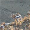 Image 2 : ALTAI ARGALI CONSERVATION PERMIT IN MONGOLIA