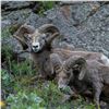 Image 3 : BRITISH COLUMBIA MOUNTAIN SHEEP SPECIAL HUNTING PERMIT