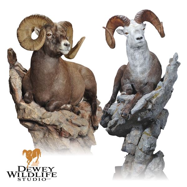 LIFE-SIZE WILD SHEEP MOUNT WITH HABITAT AND BASE