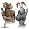 LIFE-SIZE WILD SHEEP MOUNT WITH HABITAT AND BASE