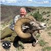 Image 2 : TAOS PUEBLO ROCKY MOUNTAIN BIGHORN SHEEP PERMIT