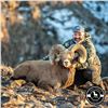 Image 3 : TAOS PUEBLO ROCKY MOUNTAIN BIGHORN SHEEP PERMIT