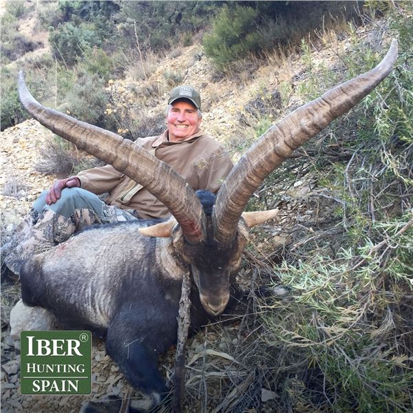 14 - DAY SPANISH IBEX GRAND SLAM HUNT FOR 1 HUNTER (Trophy fees included for 1 Bronze Medal Gredos i