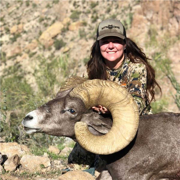 ARIZONA DESERT BIGHORN SHEEP