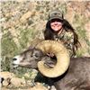 Image 1 : ARIZONA DESERT BIGHORN SHEEP