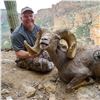 Image 2 : ARIZONA DESERT BIGHORN SHEEP