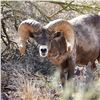 Image 3 : ARIZONA DESERT BIGHORN SHEEP