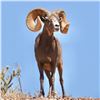 Image 4 : ARIZONA DESERT BIGHORN SHEEP