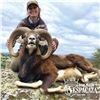 4 - DAY HUNT FOR 2 HUNTERS IN SPAIN INCLUDING 2 MOUFLON SHEEP, OR 2 RED STAG OR 2 ROE DEER (Hunter's