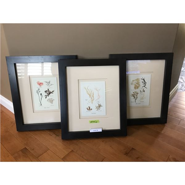 Three Framed Seaweed Pictures from Finesse Furnishings