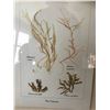 Image 4 : Three Framed Seaweed Pictures from Finesse Furnishings