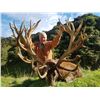Image 1 : WANGANUI SAFARIS: 5-Day Hunt for Two Hunters to Pursue One Red Stag Each up to 320 SCI with Two Obse