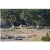 Image 1 : MUZUNGA RANCH: Aoudad Ram Hunt and Defensive Pistol Training for One Hunter and One Observer in the