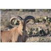 Image 4 : MUZUNGA RANCH: Aoudad Ram Hunt and Defensive Pistol Training for One Hunter and One Observer in the