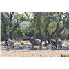 Image 5 : MUZUNGA RANCH: Aoudad Ram Hunt and Defensive Pistol Training for One Hunter and One Observer in the