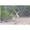 Image 6 : MUZUNGA RANCH: Aoudad Ram Hunt and Defensive Pistol Training for One Hunter and One Observer in the