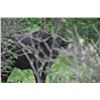 Image 1 : BUFFELKAAL SAFARIS: 10-Day South Africa Bowhunting Adventure for Two Hunters in Pursuit of Buffalo C