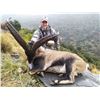 Image 2 : SPANISH IBEX HUNTS: 4-Day Southeastern Ibex Hunt in Spain for Two Hunters and Two Observers