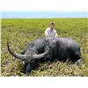 Image 1 : R&R OUTFITTERS AUSTRALIA: 4-Day Hunt for Two Hunters for Management Banteng Bull in Australia