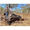 Image 4 : R&R OUTFITTERS AUSTRALIA: 4-Day Hunt for Two Hunters for Management Banteng Bull in Australia