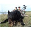 Image 1 : NORTH STAR OUTFITTING: 6-Day Black Bear hunt in Alberta for One Hunter