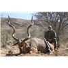 Image 2 : KOWAS ADVENTURE SAFARIS Free Range Kudu Hunt in Namibia for One Hunter Filmed and Broadcasted by Thi