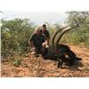 Image 2 : Sable Hunt for 2 Hunters – Dzombo Hunting Safaris