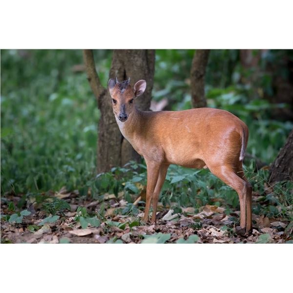 5 day Small Antelope Safari – Zambeze Delta Safaris