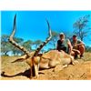 Image 2 : Nyala and Impala for 4 Hunters – Khangela African Safaris