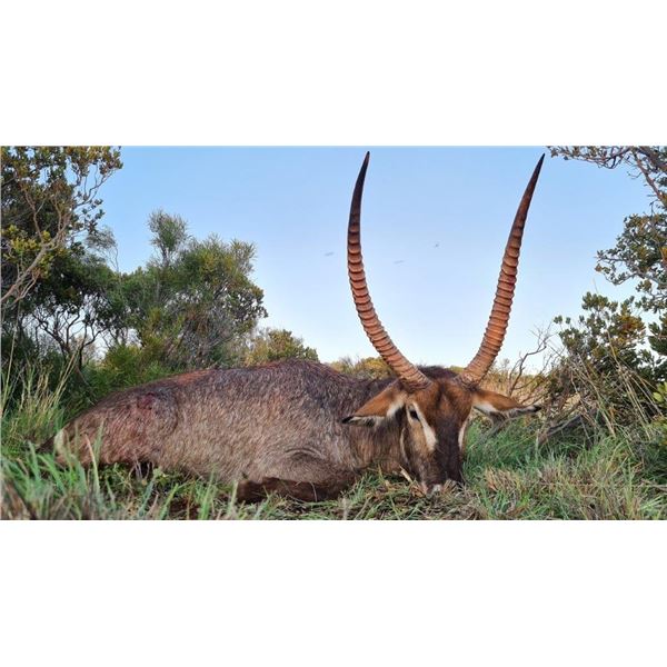 Plains Game for 2 – Wikus Groenewald Safaris