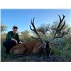 Image 1 : 7 day Argentina free range Red Stag hunt for one hunter. (Dates Mar 1- May 30, 2024 or 2025) Donated