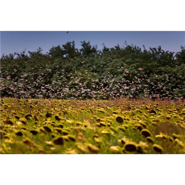 3 Day Wing Shooting Unlimited in Santiago Del Estero Province, Argentina for up to 45 Hunters. (Date