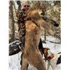 Image 1 : 5 Day Utah Mountain Lion hunt for 1 hunter (Dates March 25-29 2024 or 2025 Donated by: Graylight Out