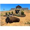 Image 1 : 3 Day Buffalo Bull Hunt in Athens Ohio for 2024-2025 seasons with Double Play Hunting Preserve