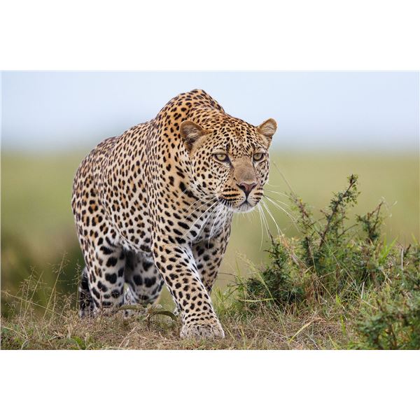 14-day leopard hunt for one hunter one non hunter in Namibia (2024-2025 seasons) Donated by: Dzombo