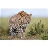 Image 1 : 14-day leopard hunt for one hunter one non hunter in Namibia (2024-2025 seasons) Donated by: Dzombo