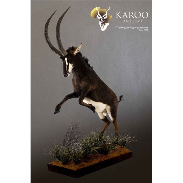 Karoo Taxidermy – Voucher of Donation