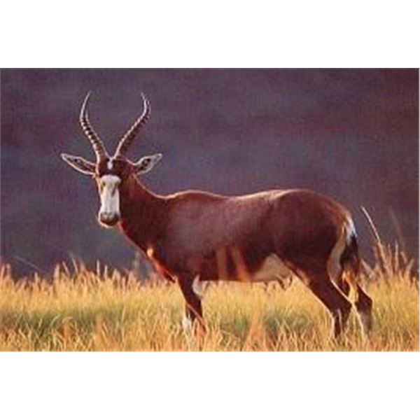 7-Day Hartman’s Zebra, Blesbok, Impala, and Springbuck for 2 Hunters with Lex Strauss Hunting Safari