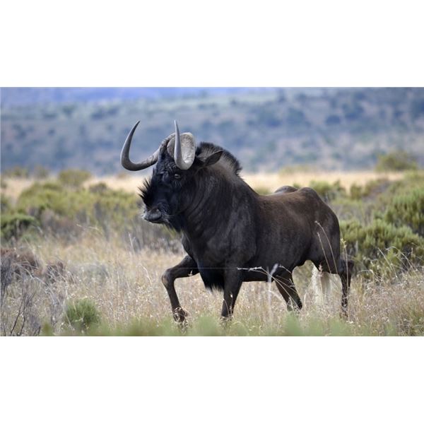 7 Day Blue Wildebeest, Black Wildebeest, Red Hartebeest, and Warthog for 2 hunters with Lex Strauss 