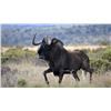 Image 1 : 7 Day Blue Wildebeest, Black Wildebeest, Red Hartebeest, and Warthog for 2 hunters with Lex Strauss 